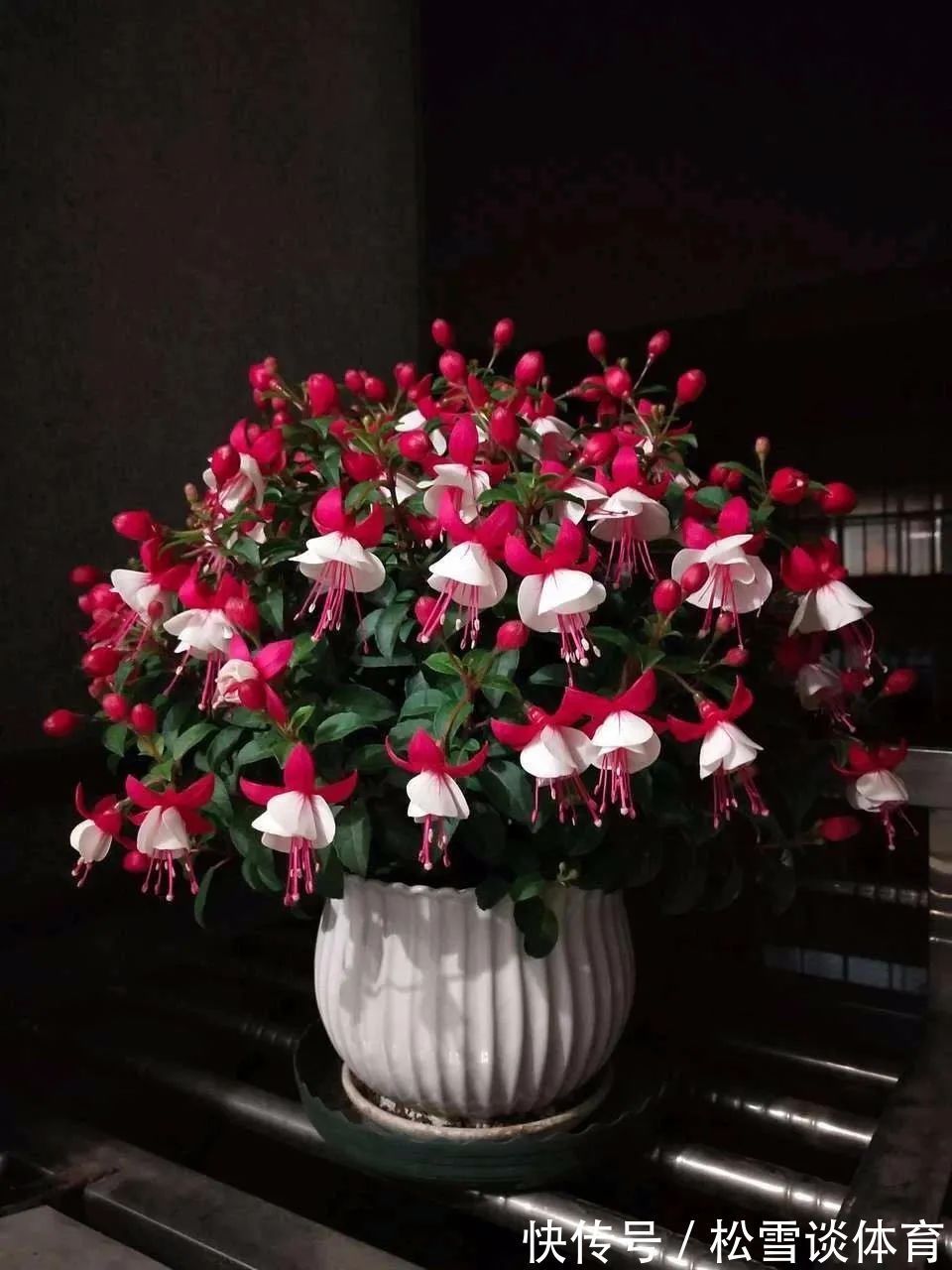 光照|五种公认不好养的花,养一盆死一盆,新手要慎养,小心白花钱!