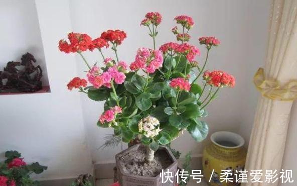 植株|冬日长寿花开完花后，马上动手做4件事，10天就能迎来下一波花