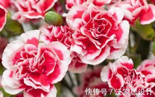 康乃馨|农历7月28号起,最适合养这些花,花姿妖娆,芳香四溢