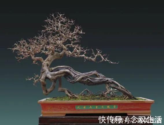 叶片|盆景制作技法夏天来到,盆景脱衣换锦,有6种好处
