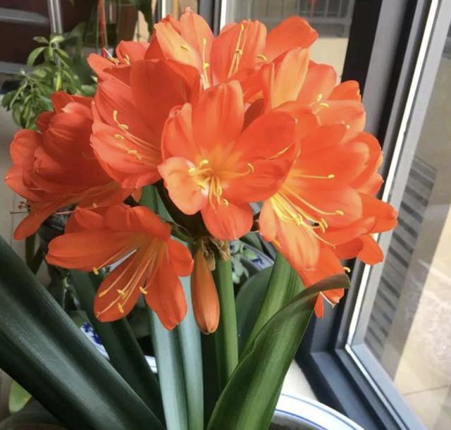 啤酒水兑点“它”,用来养君子兰,27天长“花芽”,叶片油亮!