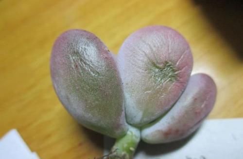  带回家|多肉大棚外转一转，捡一点叶片，回家养，1年时间养出几十盆