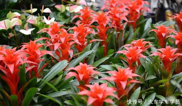 客厅要养“四种花”，没有直射光也能呼呼开，大气又美观！