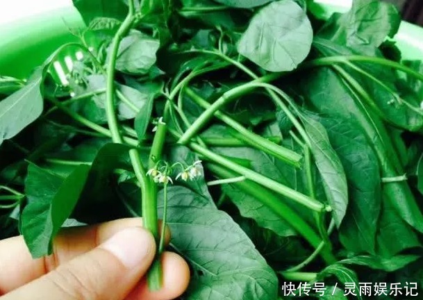 稀罕|农村人常吃的野菜,城里人当“稀罕货”,10元一斤不一定买得到