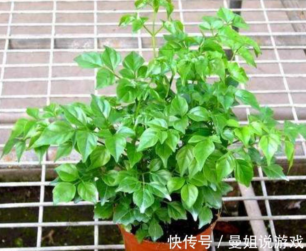 幸福树总是养不长久,焦叶干叶尖,养殖多注意这两点,枝繁叶茂