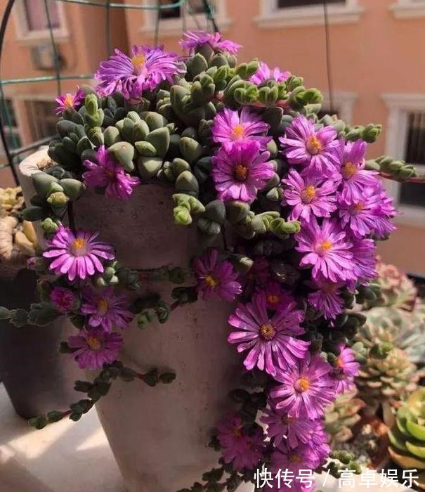 老桩|养多肉老桩,不想它茎叶长得乱糟糟就从这4方面着手提升颜值