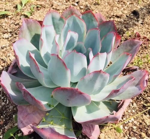 广寒宫|多肉中的“三仙”,颜值很高,扎根速度很快,桩子长到手臂粗