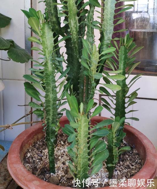 仙人掌|这3款植物虽其貌不扬,室内盆栽,却能让家里变成“天然氧吧”