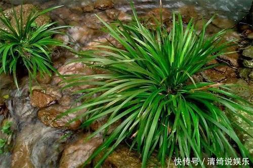 这3种花“脾气”硬，给点水就长新枝，养在石头上还能开花