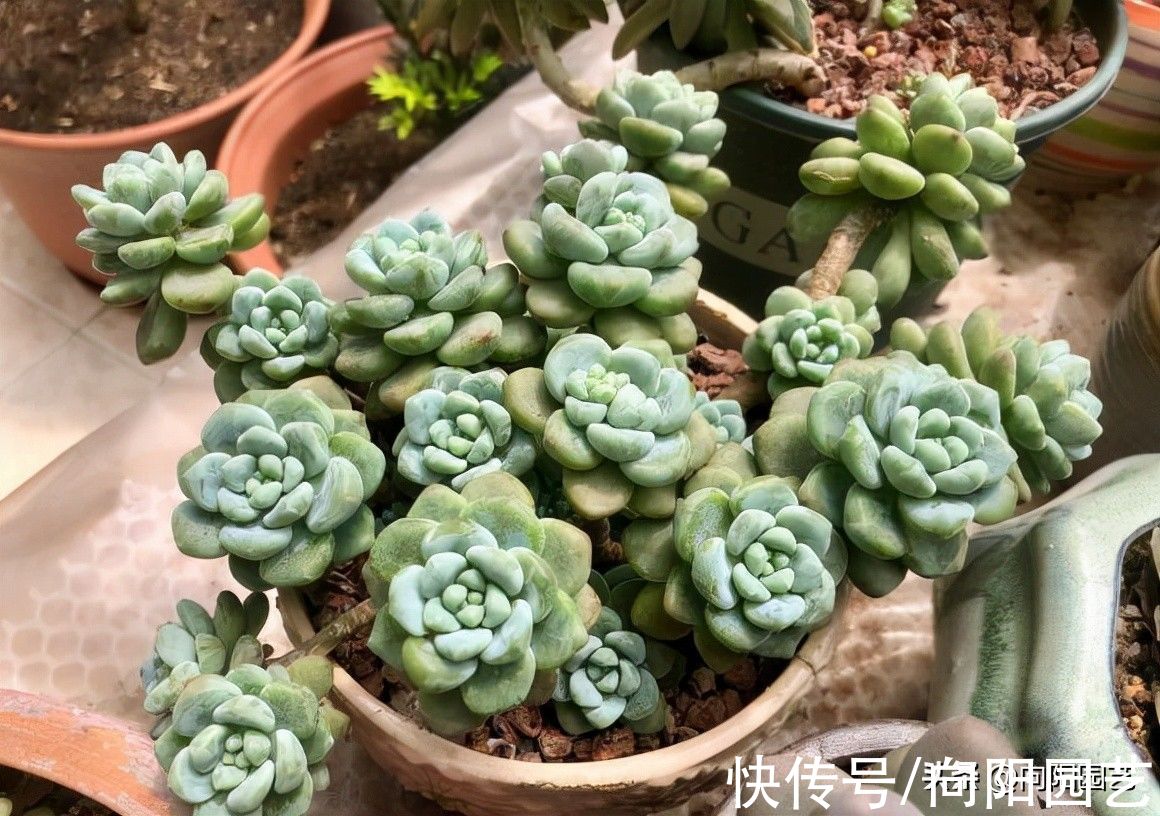 多肉不发根,跟土没有关系,提高温度,增加湿度,很快就会发根