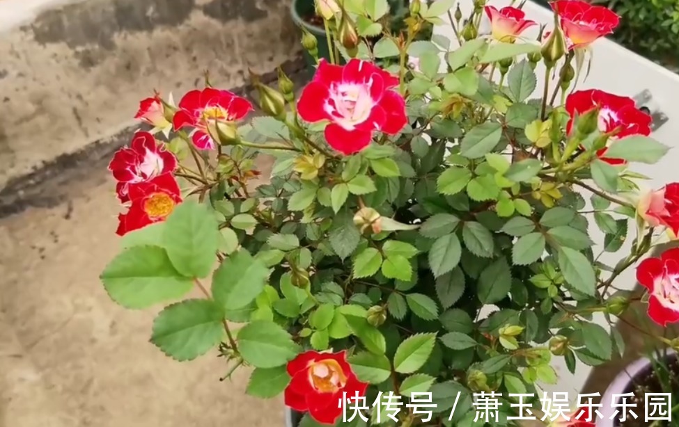抓住这3点，养微型月季“小画家”，枝叶密密麻麻，花开数不尽