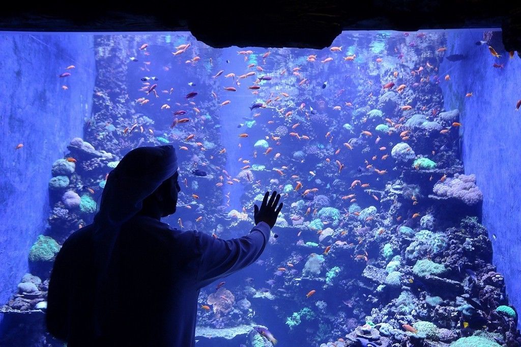 阿布扎比|中东地区最大水族馆——阿布扎比国家水族馆正式开馆