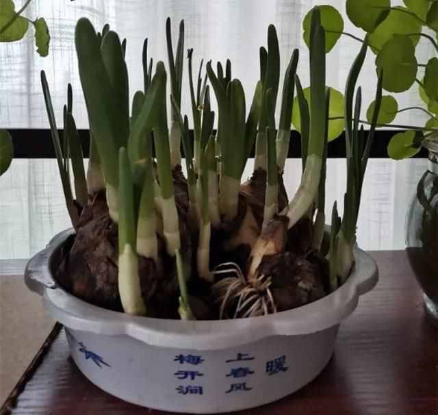 别让这花长太高，小心变成“韭菜”，再也不开花