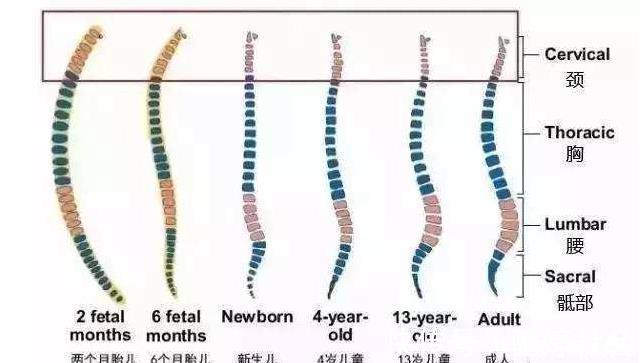 信号|“妈妈，我该用枕头啦”，宝宝发出这几个信号，家长该买枕头了