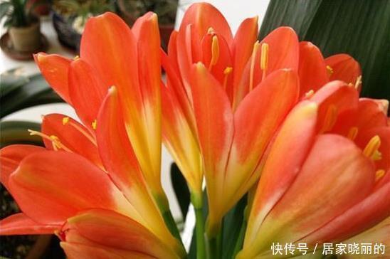 君子兰用这个土来养，根系肥壮，叶子又厚又亮，花开的越来越多