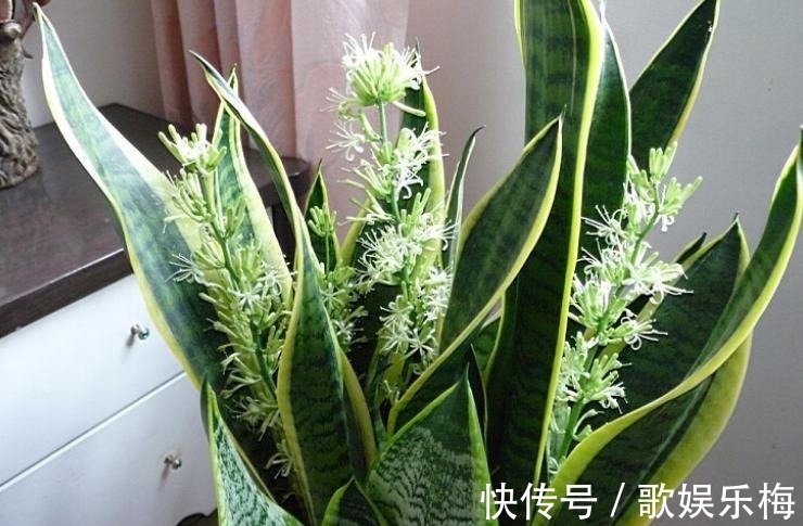 君子兰|容易被水浇死的“14种花”,手太勤反而养不活