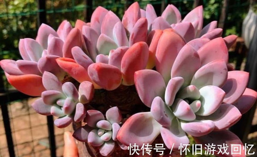 养护|新手小白养多肉,6种品种随便一样,越冷状态越好看,值得拥有