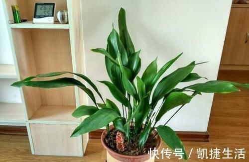 天凉了,室内养上几种花,耐阴又好养,随便养养越长越美!