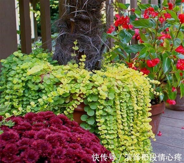 植株|9种比花还美的草,院子里种起来,美如仙境没商量!