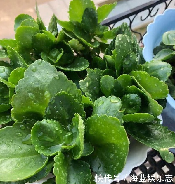 绿油油|长寿花不长还黄叶用3法急救,轻松解决,爆成大花球