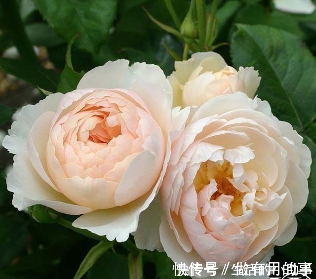 25款包子型月季,花开永不败,大花好养又丰花,新手推荐种植!