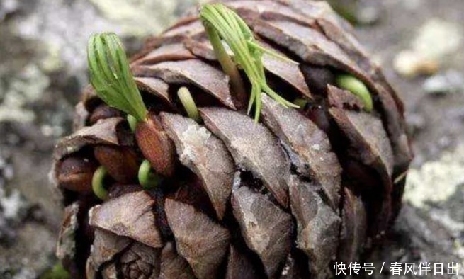 怎么让养花更富有趣味?多收集松果,学着这般处理