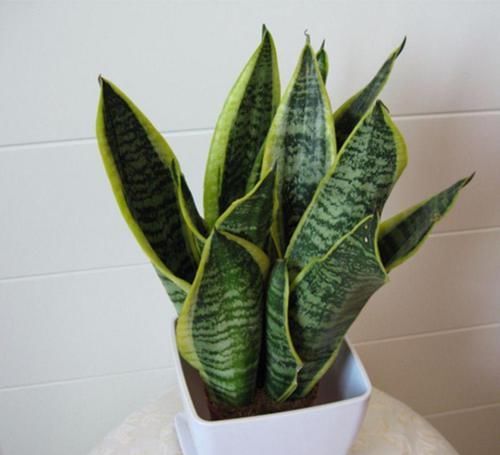  简单|几种花繁殖超简单，只要一片叶子就可以轻松养活！