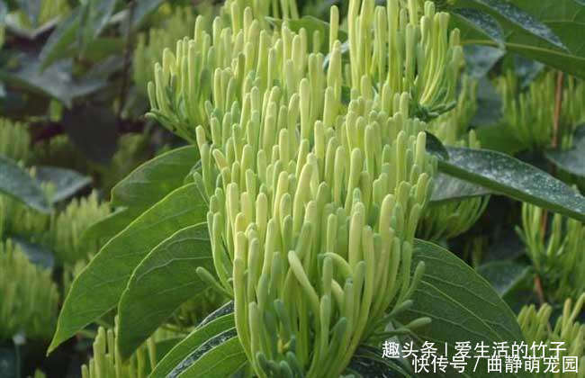 金银花和山银花的区别,认识一下,根据需要,可以区分就好