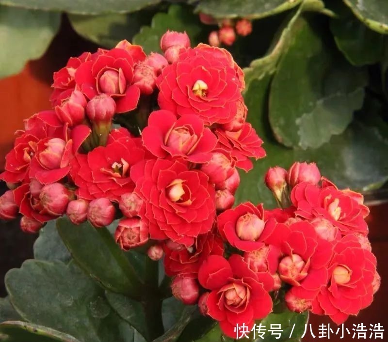 花期|45种长寿花,个个都是高颜值,家里养几盆,美得移不开眼