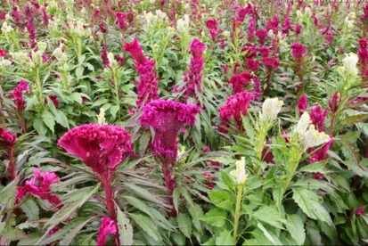 妇科疾病|路边无人问津的野花，是一味天然妇科良药，还祛湿明目，你认识吗