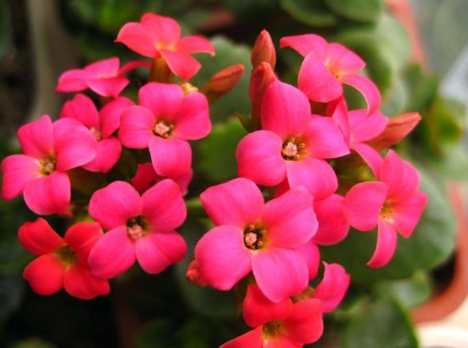 4种花现在养刚刚好，开花很漂亮，夏季也能疯长不停