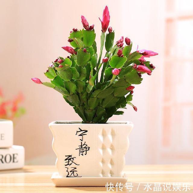 花生壳|立秋过了养花忙，蟹爪兰都睡醒了，盆里来点营养素新枝冒出来