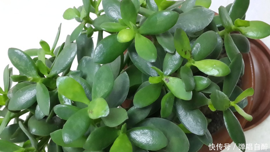 浇水|盆栽玉树出现黄叶烂根症状,别人一看就知道你不懂养花