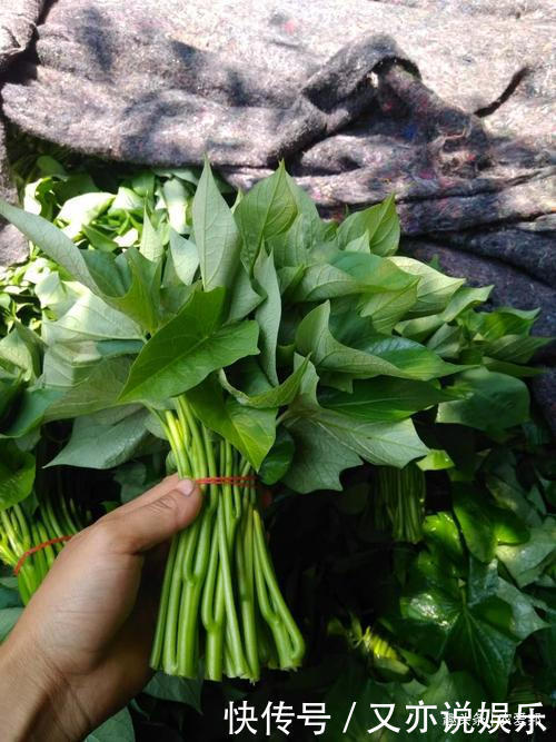叶菜|小时候这种叶子,基本上用来喂猪,如今越来越受人们喜欢!
