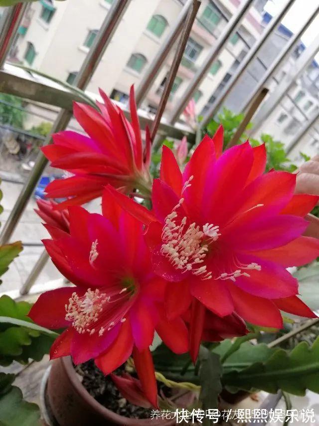1种花不是真昙花，1次能开上百朵，比蟹爪兰美，怪不得都去抢假货