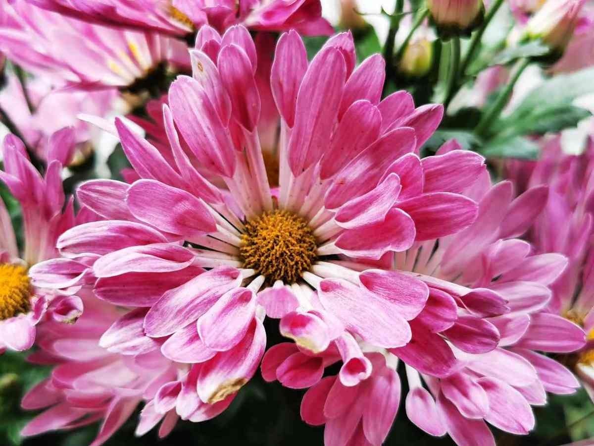 古人喜欢的花,一直传承至今,每一种都超有气质