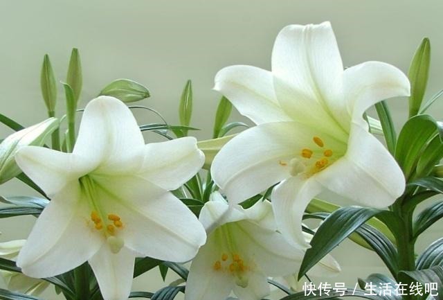 春暖花开,栽植几种球根类花卉,花色艳丽株型美!