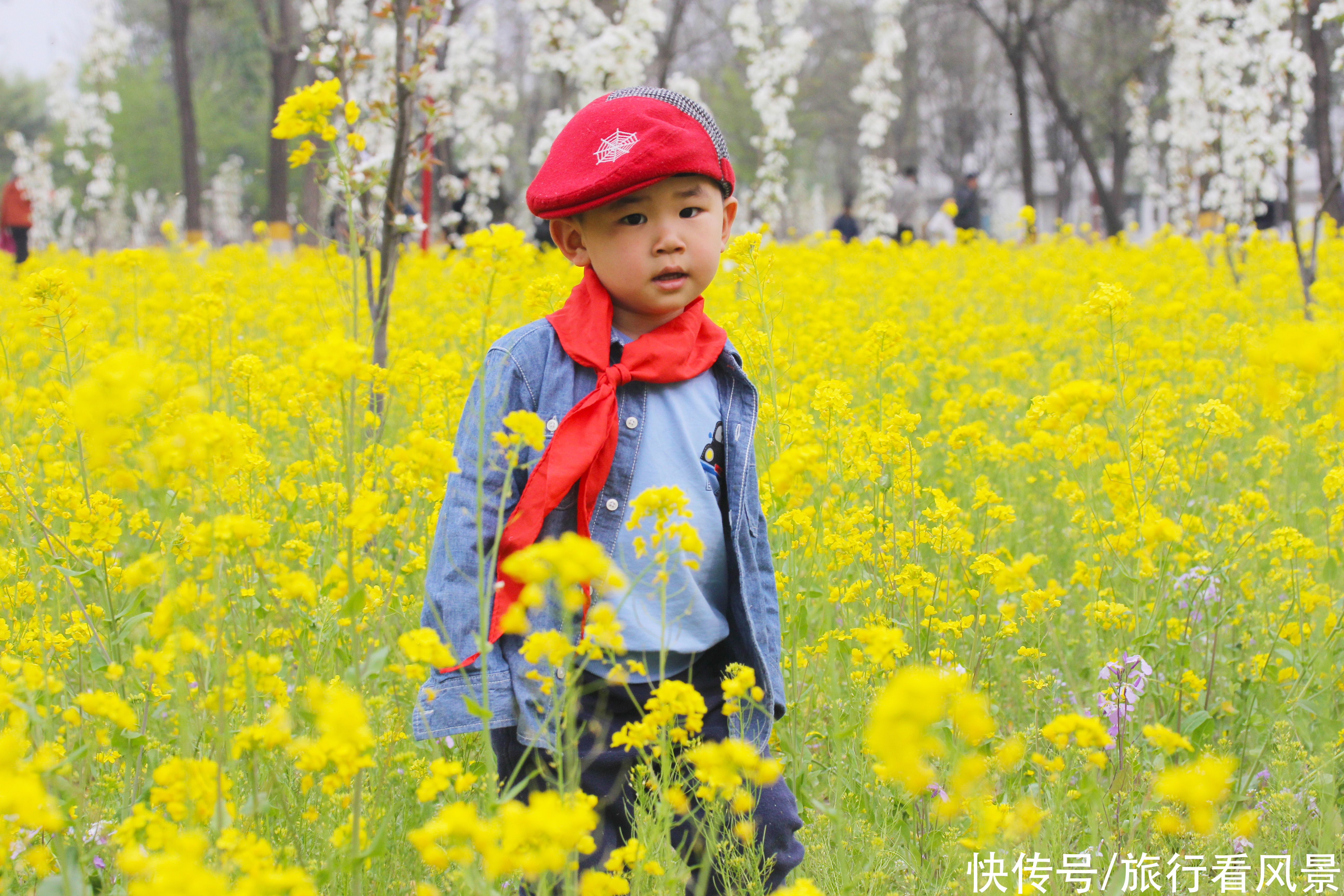 北京最美油菜花海，在这个百花盛开的免费公园，随手一拍就是大片