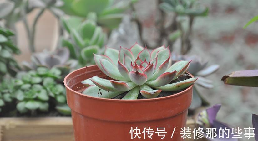 生命力|这3种普货多肉漂亮好活，堪称新人入坑的首选！