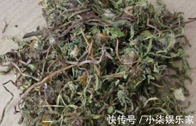 肾小管|蒲公英如何制成茶蒲公英泡茶喝有哪些功效与禁忌了解一下