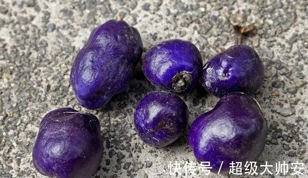 菅兰|此草全株有毒,看到它千万要注意,不要乱采摘