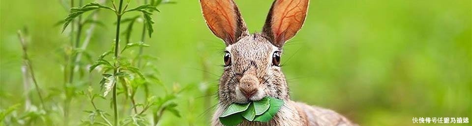 人性|俗语“兔子不吃窝边草”,下半句少为人知,揭露人性险恶一面!