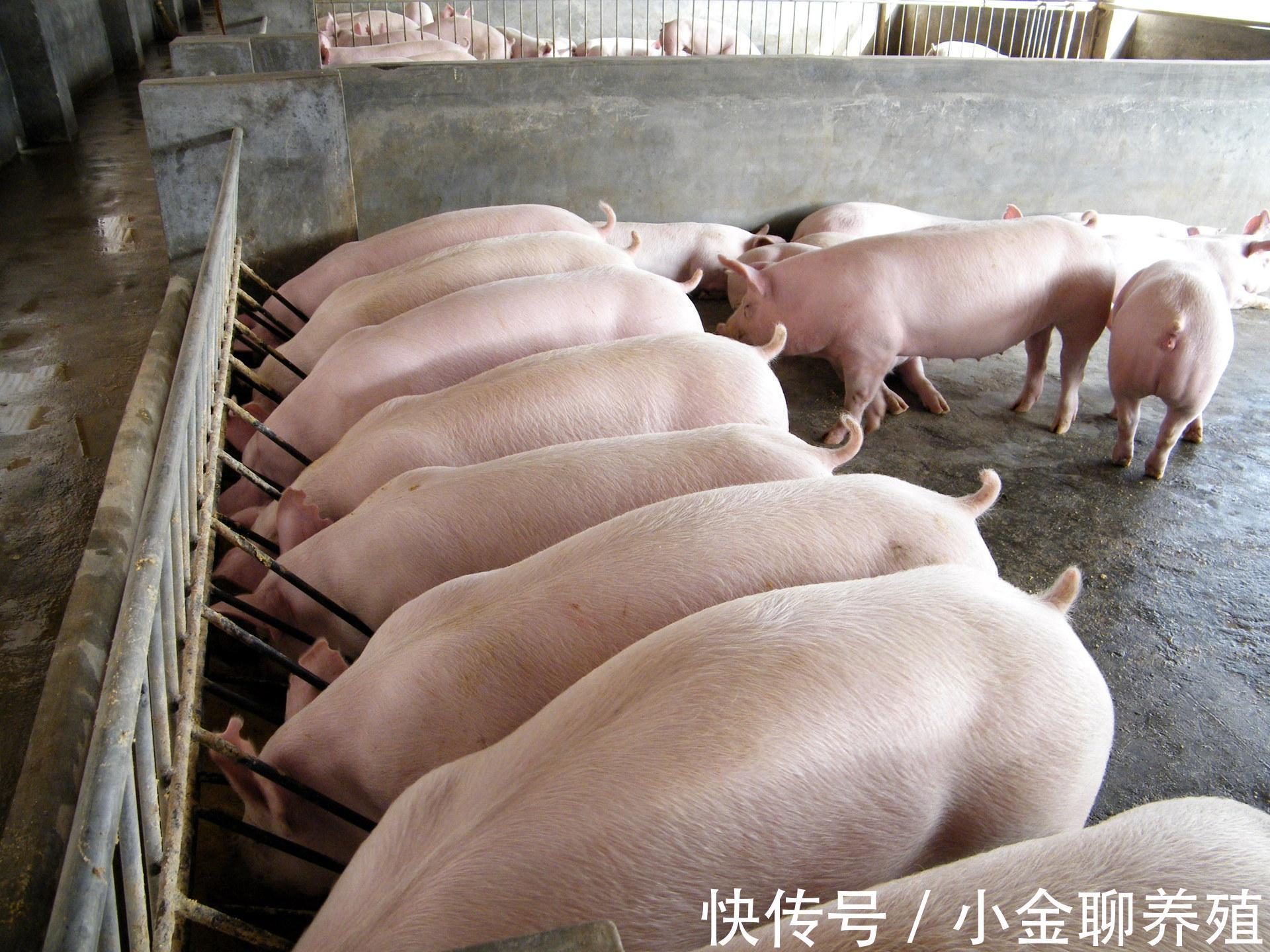 毒素|猪出现呕吐和腹泻怎么办?猪腹泻呕吐是怎么回事?原因有这三种