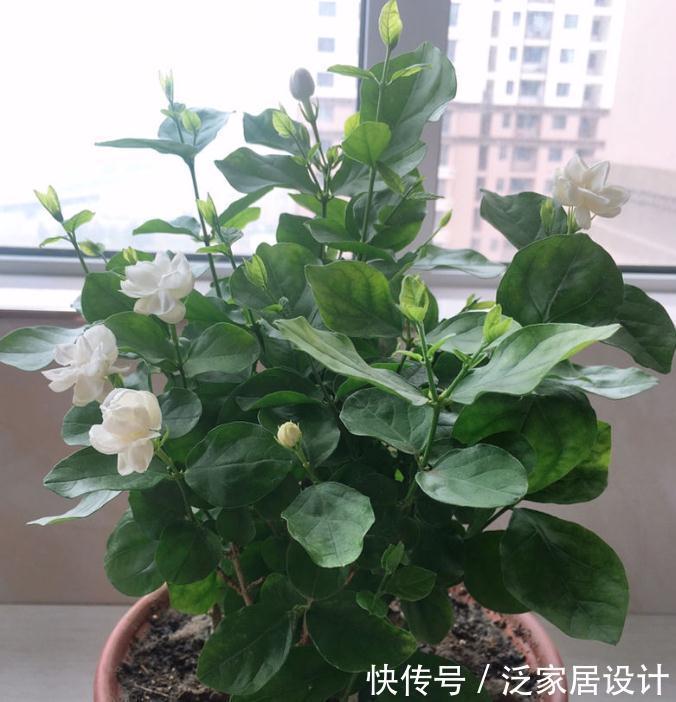 迷迭香|6种“漂亮花”，阳台种一盆，能凉拌能泡茶，生长泼辣，开花多