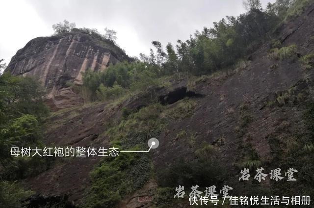  大红袍|武夷岩茶秘辛，三百多年的母树大红袍，为什么长不成参天大树