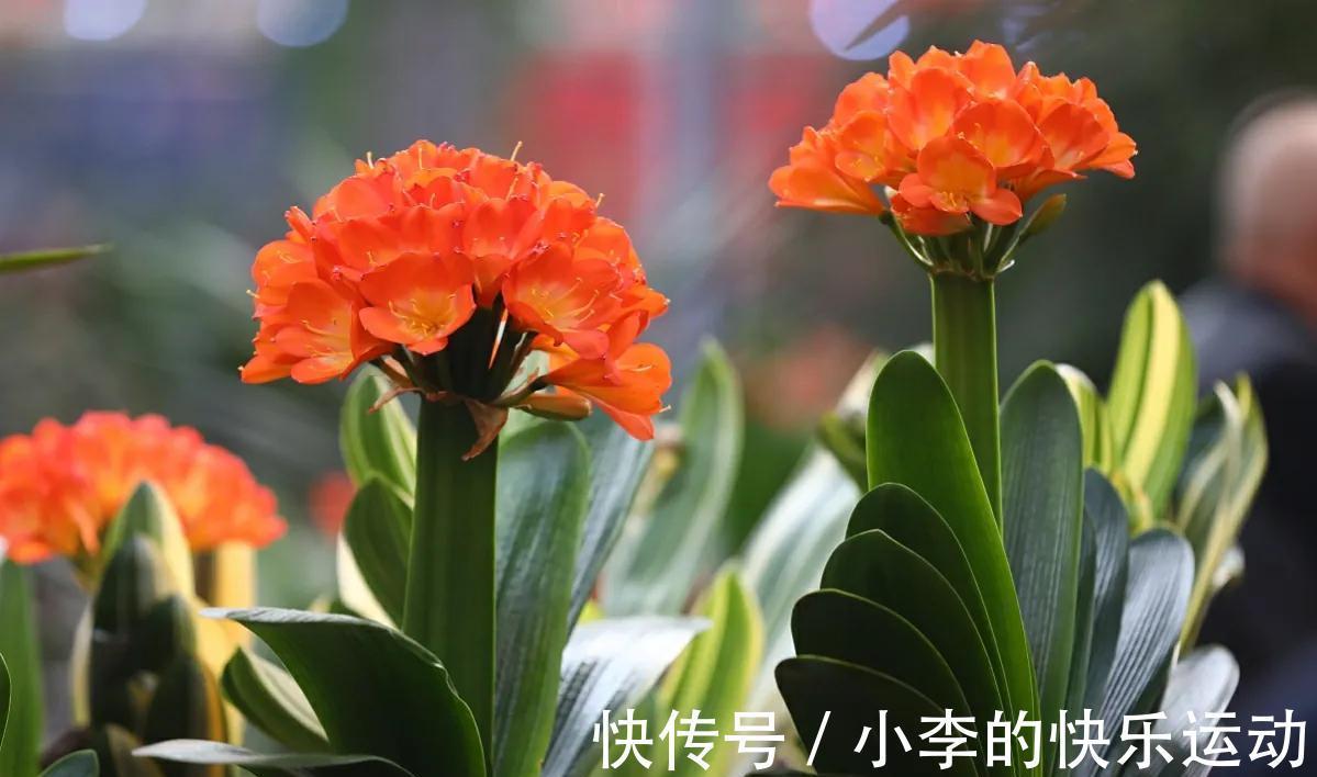 花葶|冬季君子兰“夹箭”，4点是关键，做好后让君子兰开花不难