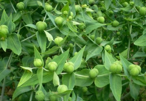 奇葩|农村这种奇葩的“野草”，竟然是“天然解毒王”，大家见过吗