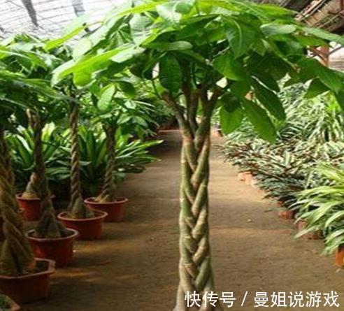 绿萝发财树快被冻死了,一招就能救回来,叶子越长越厚实