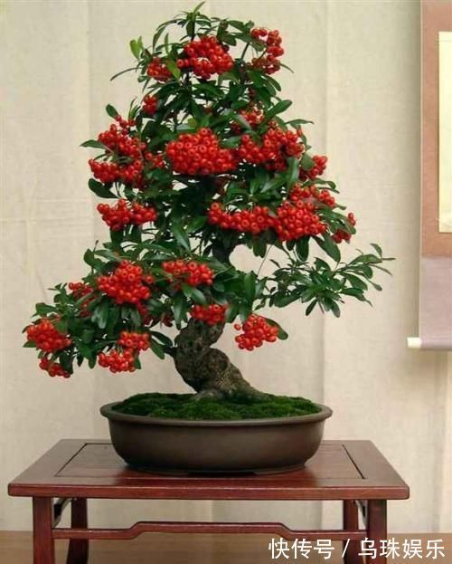 盆景|农村当柴烧的花,搬回家剪一剪就能变盆景,喜庆又好看