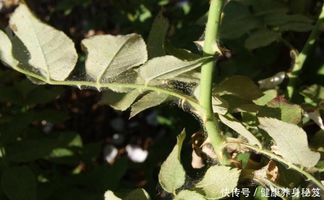 月季红蜘蛛不用药也能治家有小孩不用药,红蜘蛛全部死翘翘!